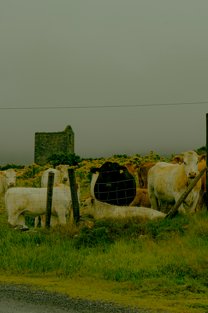 ireland15
